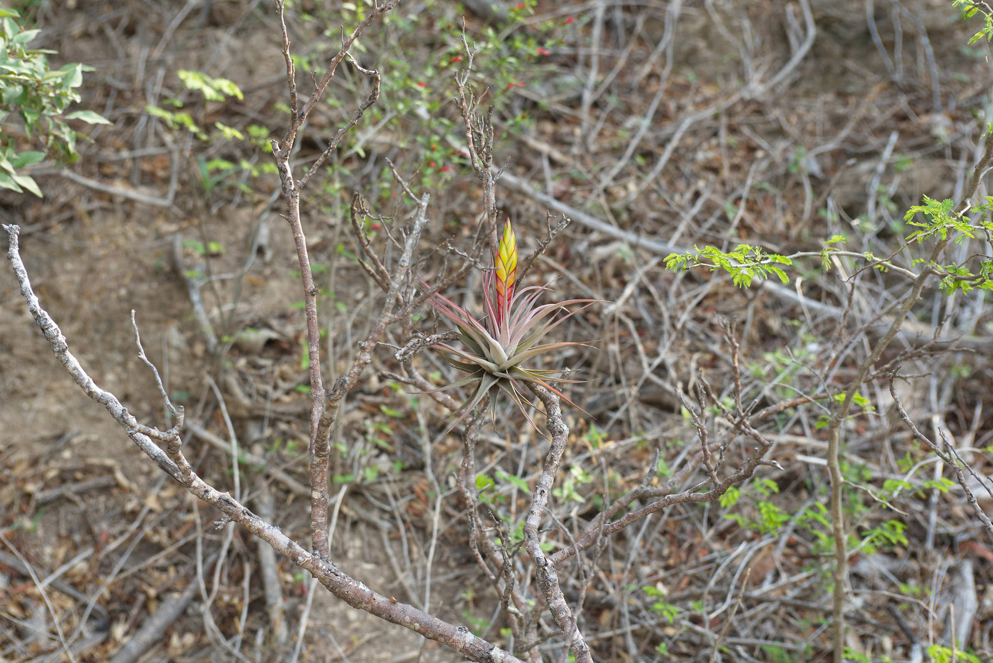 Tillandsia palmasolana 